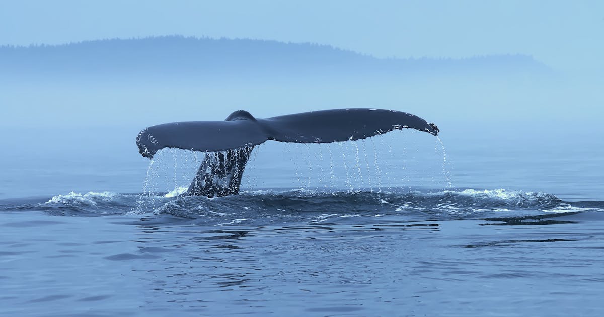 Humpback Whale Megaptera novaeangliae 