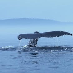 Humpback Whale (Megaptera novaeangliae)