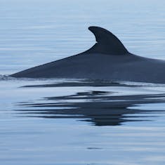 Northern Minke Whale (Balaenoptera acutorostrata) - Saguenay St. Lawrence Marine Park - 2021-08-23