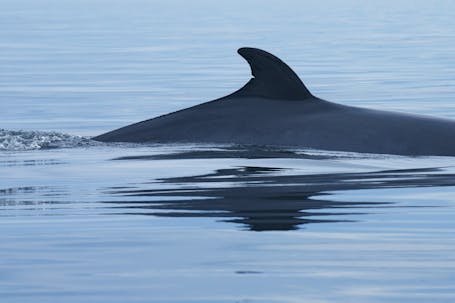 Northern Minke Whale (Balaenoptera acutorostrata)