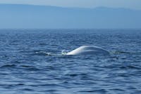 Saguenay St. Lawrence Marine Park - Beluga Whale (Delphinapterus leucas)