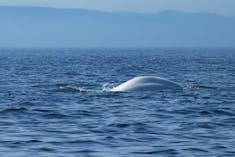 Beluga Whale (Delphinapterus leucas) - Saguenay St. Lawrence Marine Park - 2021-08-25