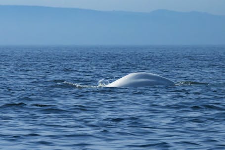Emerging Beluga whale. Belugas don't have dorsal fin.