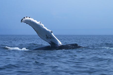 Humpback Whale Flapping Pectoral Fin