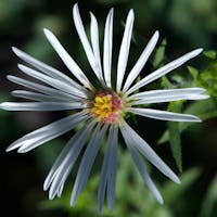 Champ des Possibles - Panicled Aster (Symphyotrichum lanceolatum)