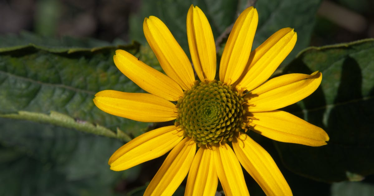 False Sunflower, Rough Oxeye Heliopsis helianthoides 