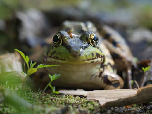Green Frog - Jardin Botanique de Montréal - 2022-05-24