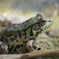 Green Frog (Lithobates clamitans) - Jardin Botanique de Montréal - 2022-05-24