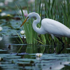 Great Egret (Ardea alba) - Jardin Botanique de Montréal - 2022-06-11