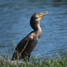 Double-Crested Cormorant (Phalacrocorax auritus) - Parc de la Cité - 2022-07-23