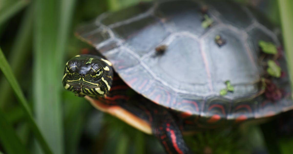 Painted Turtle Chrysemys picta 