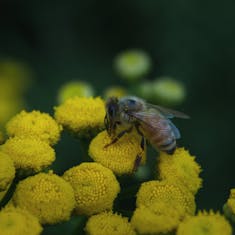 Western Honey Bee (Apis mellifera)