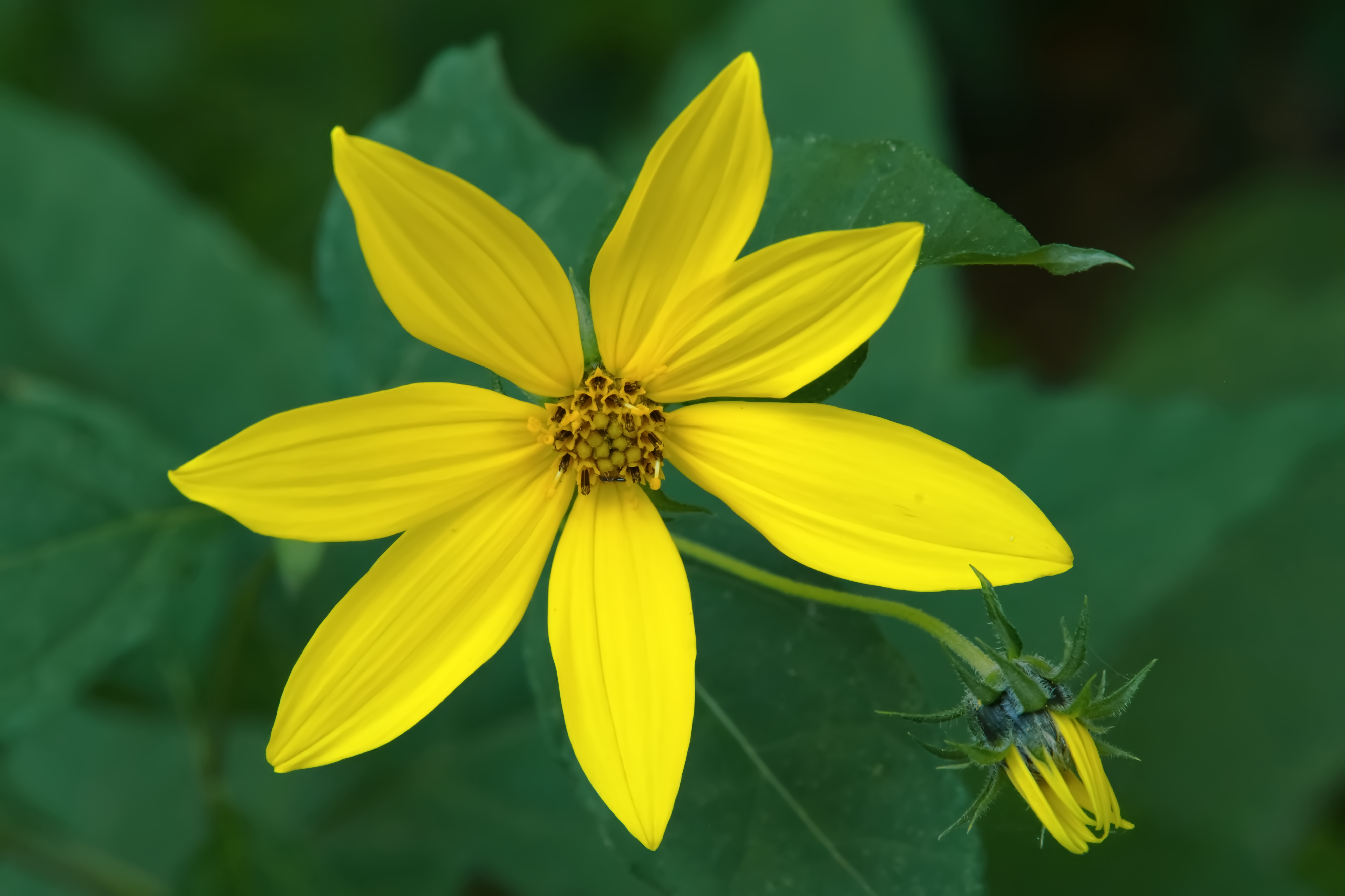 Belvédère Outremont - 2022-09-03
