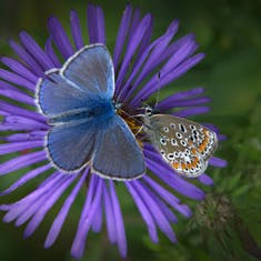 European Common Blue (Polyommattus icarus)