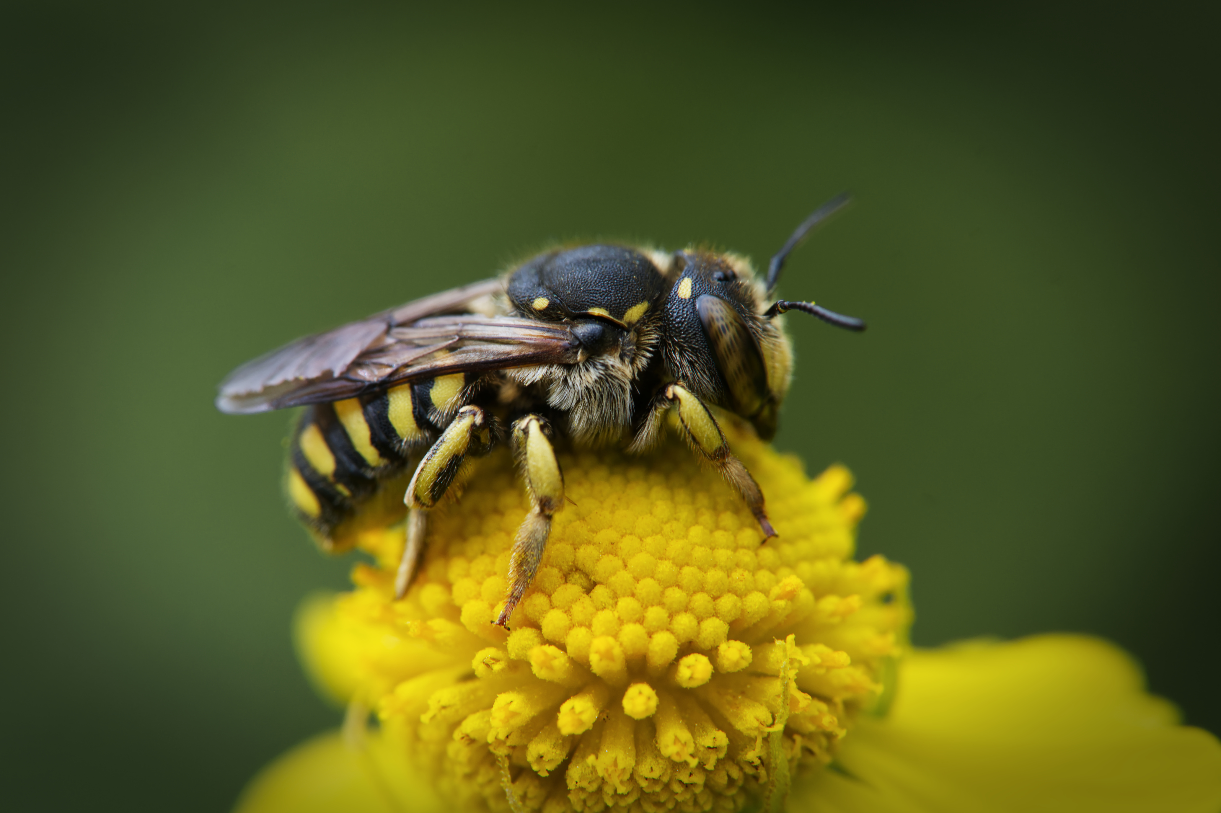 Jardin Botanique de Montréal - 2022-09-05
