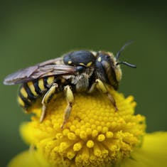 Florentine Woolcarder Bee (Anthidium florentinum)