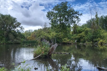 Central Pond Parc Bernard-Landry