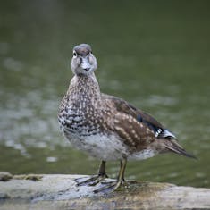 Wood Duck (Aix sponsa) - Parc Bernard-Landry - 2022-09-22