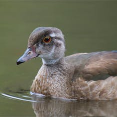 Wood Duck (Aix sponsa) - Parc Bernard-Landry - 2022-09-22