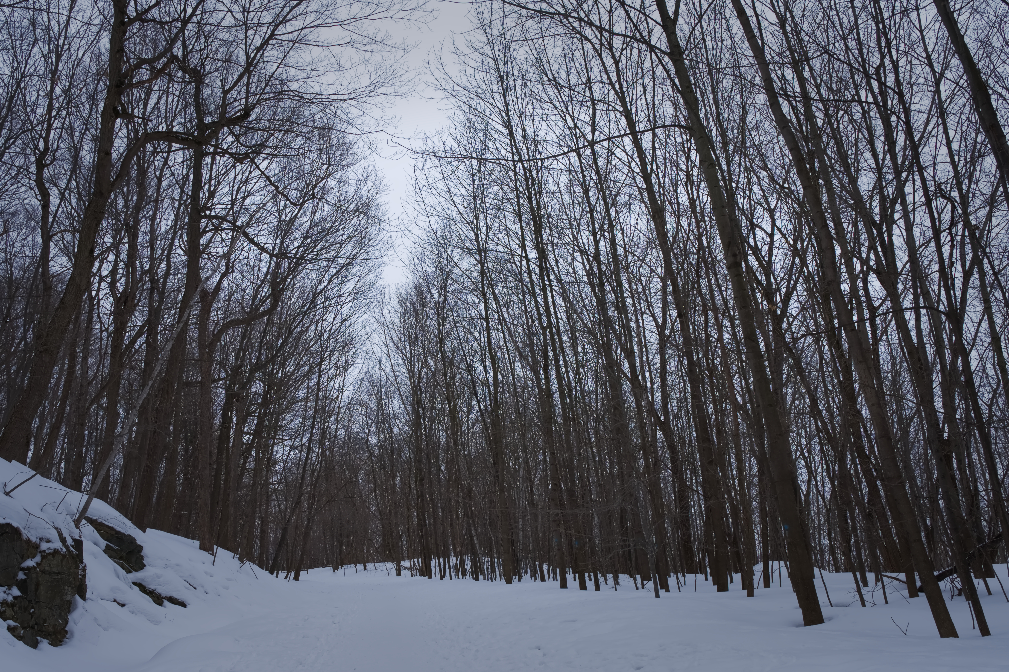 Belvédère Outremont - 2023-02-25