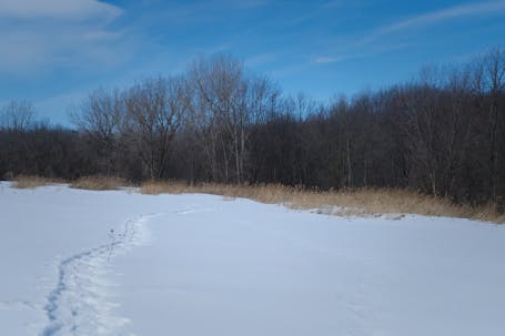 Prairie near the entrance of Parc Nature Pointe aux Prairies