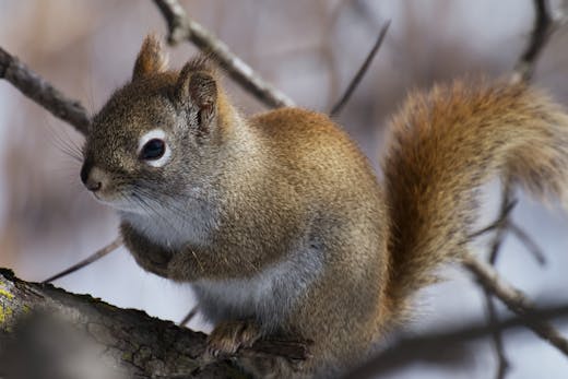 Parc nature de la Pointe-aux-Prairies - 2023-03-11