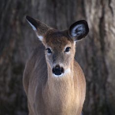 White-tailed Deer (Odocoileus virginianus) - Parc Nature Pointe aux Prairies - 2023-03-11