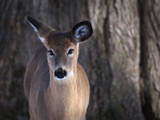 White-tailed Deer - Parc Nature Pointe aux Prairies - 2023-03-11