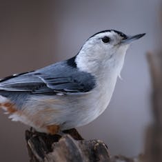 White-breasted Nuthatch (Sitta carolinensis) - Parc Angrignon - 2023-03-18