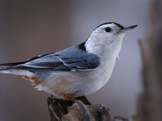 White-breasted Nuthatch - Parc Angrignon - 2023-03-18