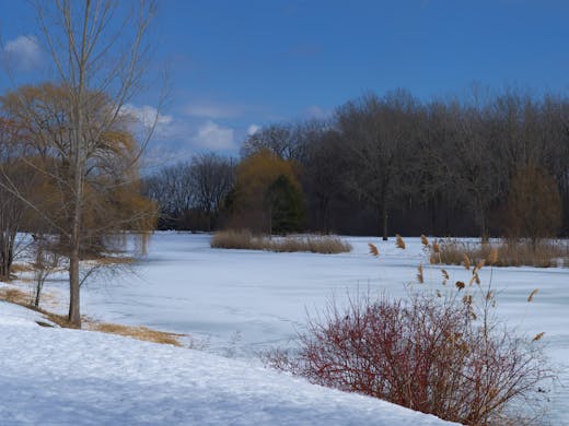 Frozen large pond of Parc Angrignon