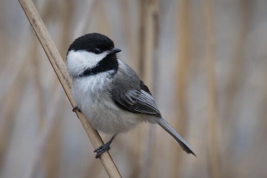 Parc nature de la Pointe-aux-Prairies - 2023-04-12