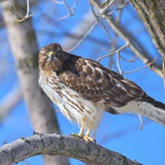 Red-shouldered Hawk (Buteo lineatus) - Parc Michel-Chartrand - 2024-02-04