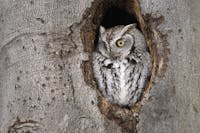 Parc Michel-Chartrand - Eastern Screech-Owl (Megascops asio)