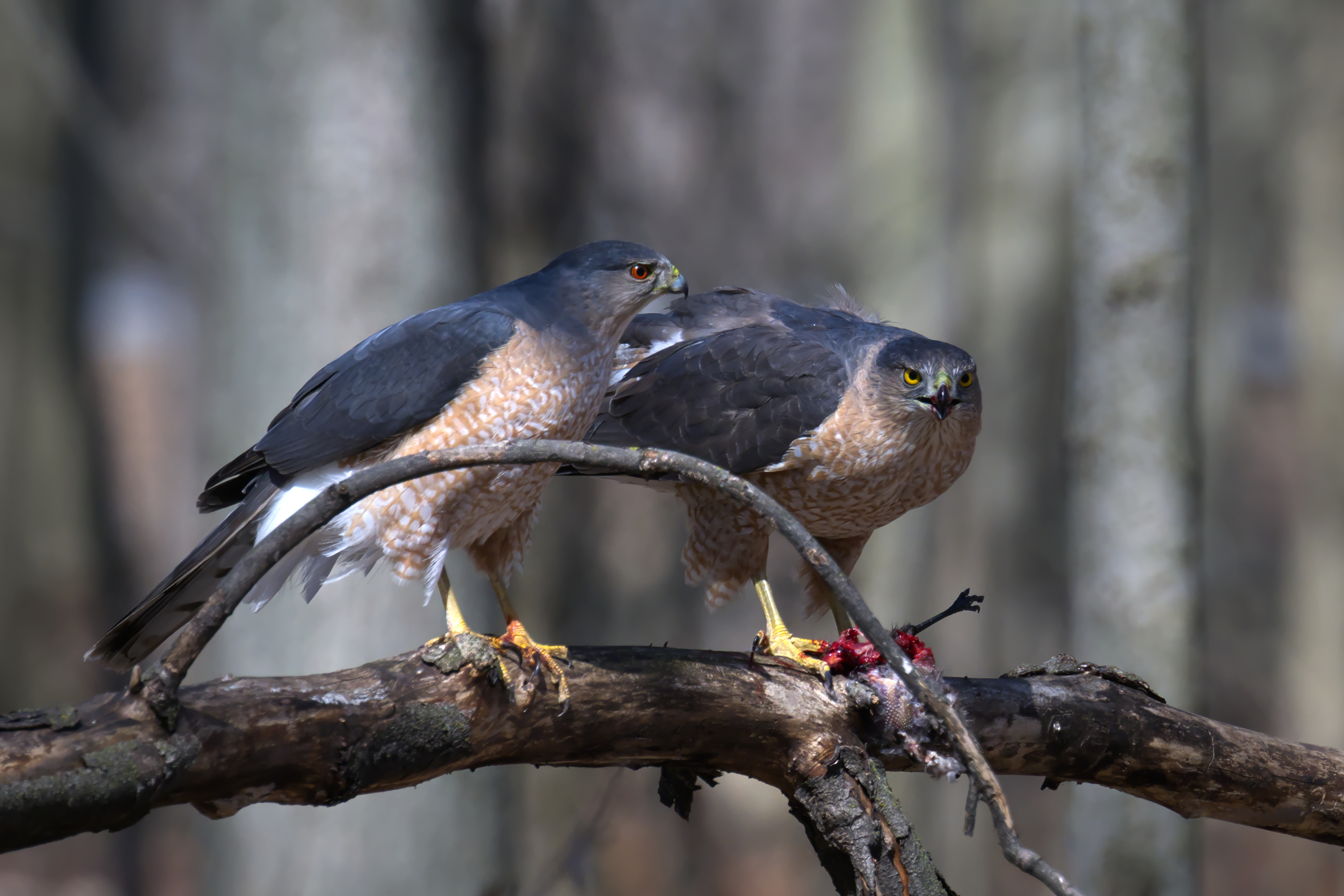 Cooper's Hawk (Accipiter cooperii) - Parc Michel-Chartrand - 2024-03-29