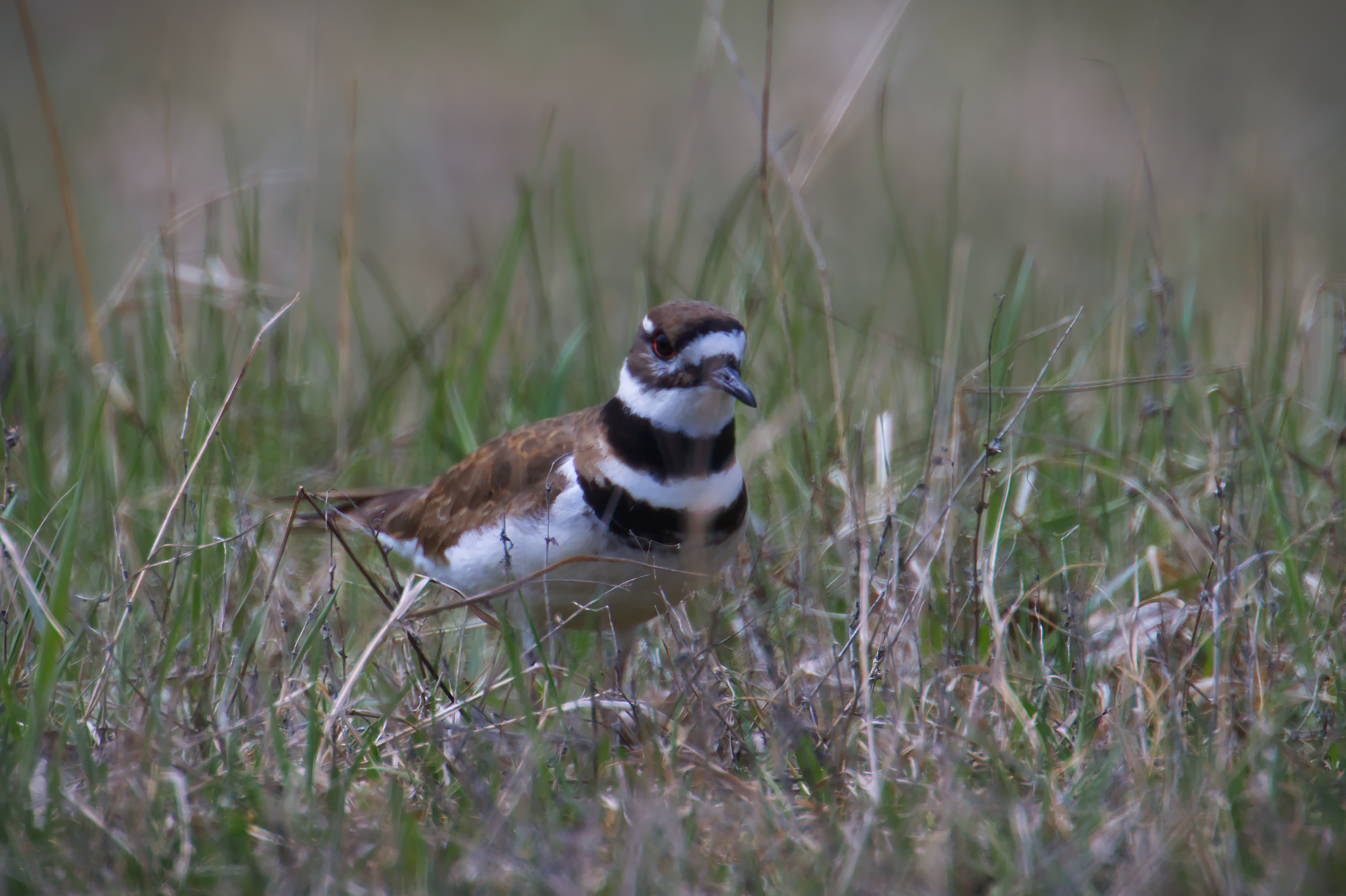 Parc Michel-Chartrand - 2024-04-20