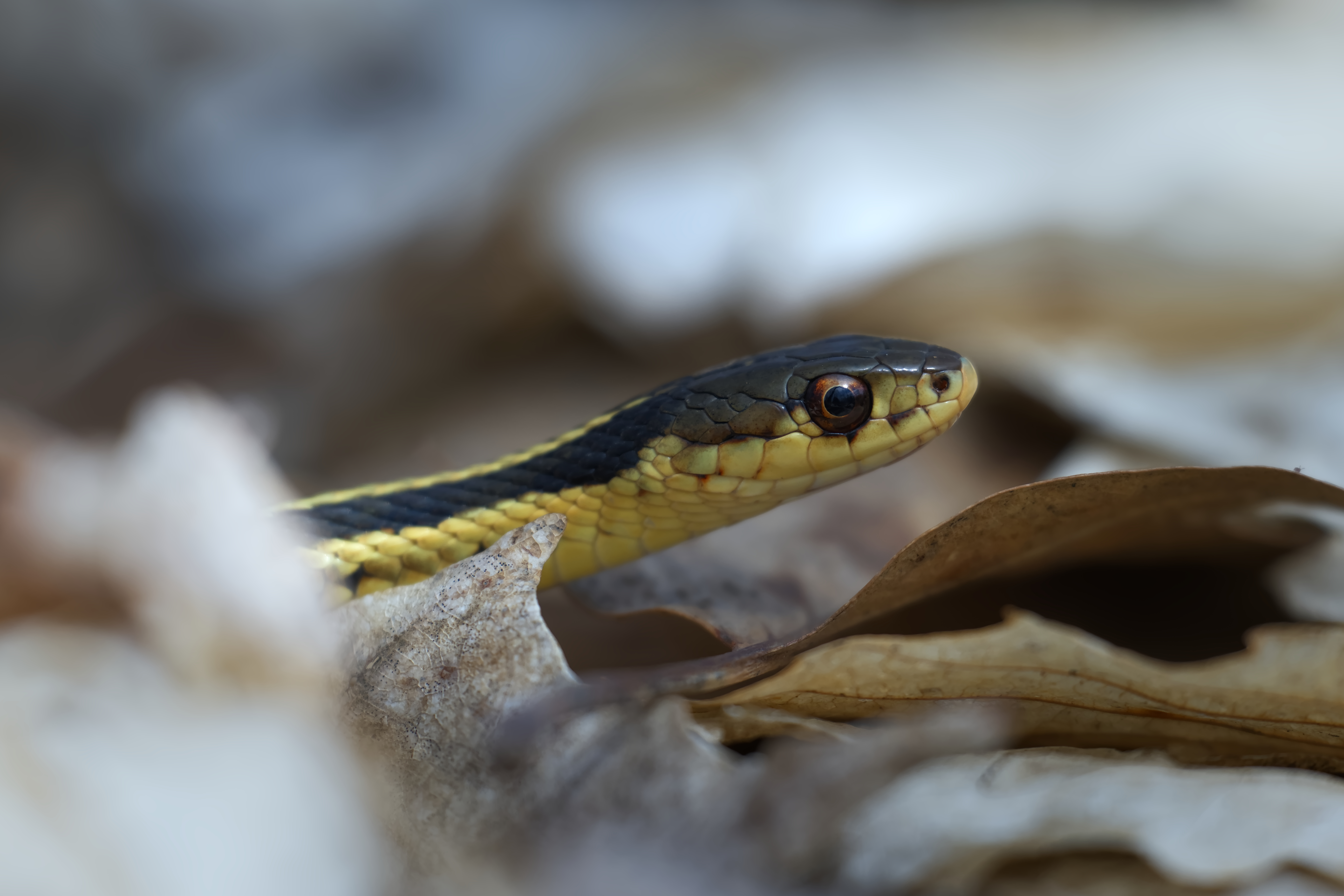Common Garter Snake (Thamnophis sirtalis) - Parc Michel-Chartrand - 2024-04-20
