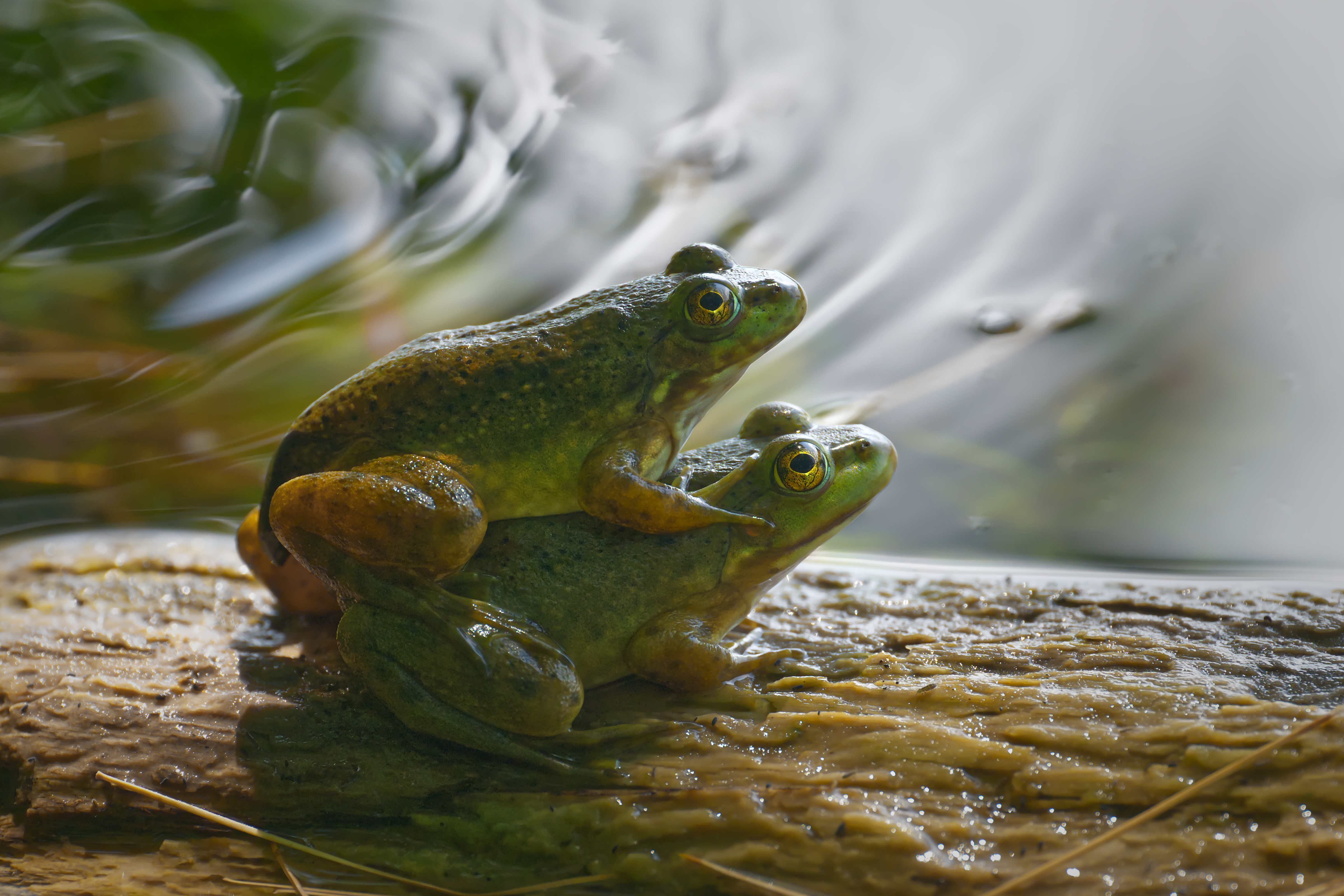 Parc Mont Saint-Bruno - 2024-07-13
