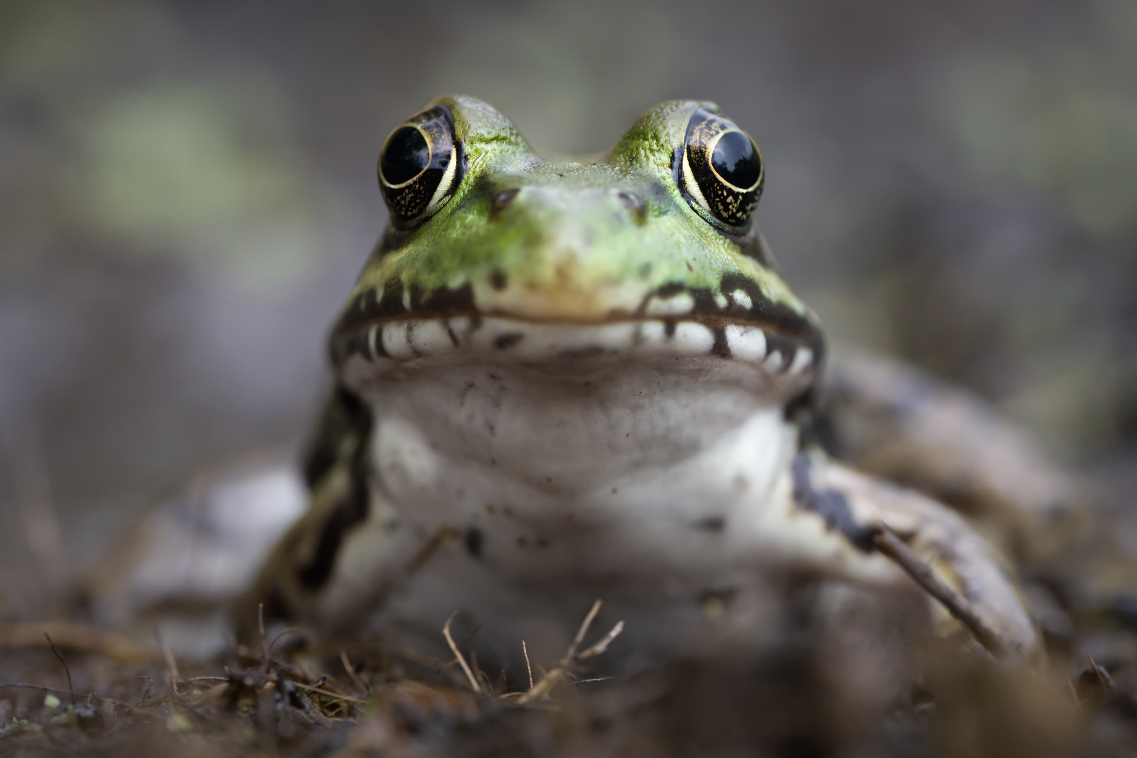 Parc Michel-Chartrand - 2024-07-30
