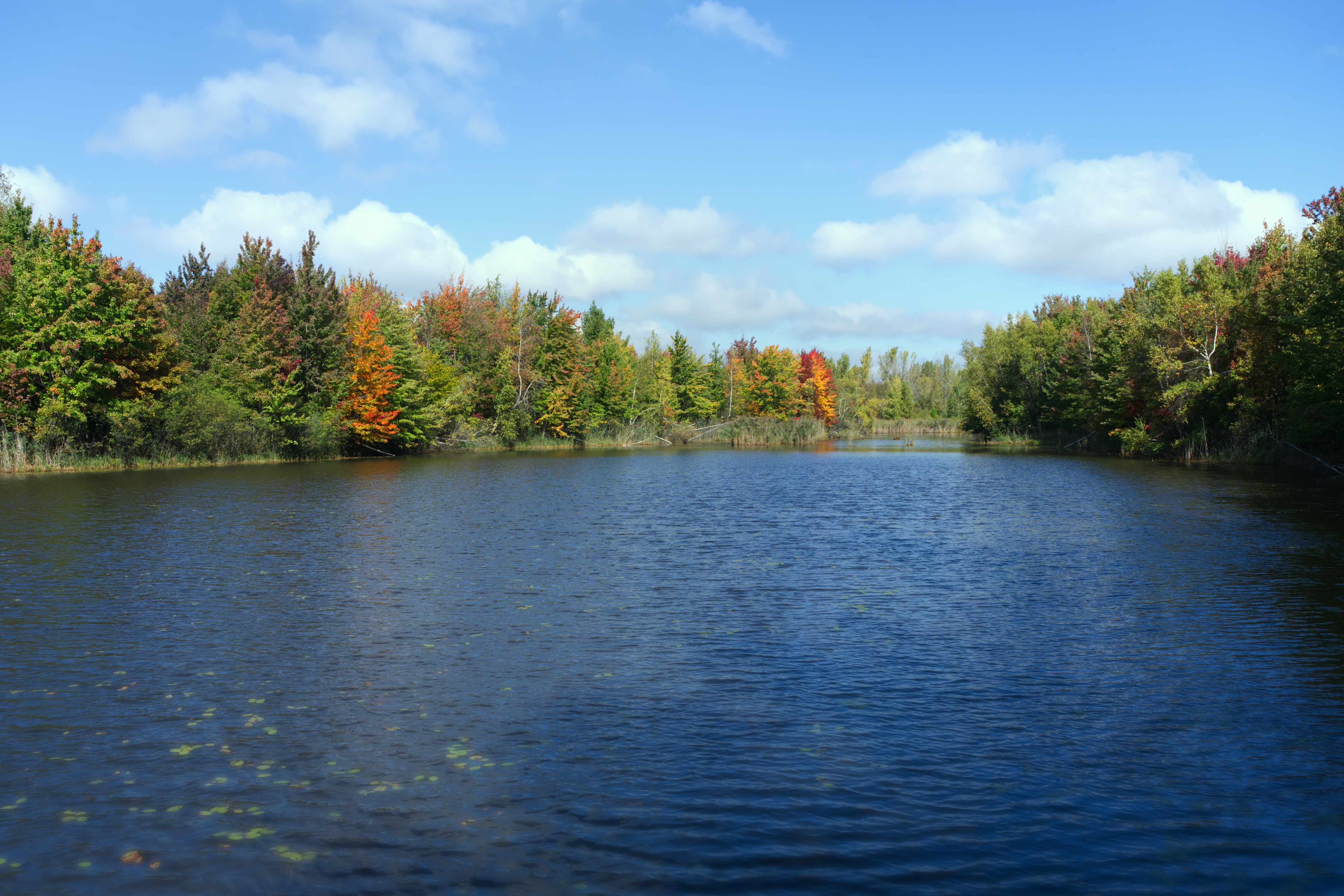 Parc des Étangs Antoine-Charlebois - Parc des Étangs Antoine-Charlebois - 2024-09-28