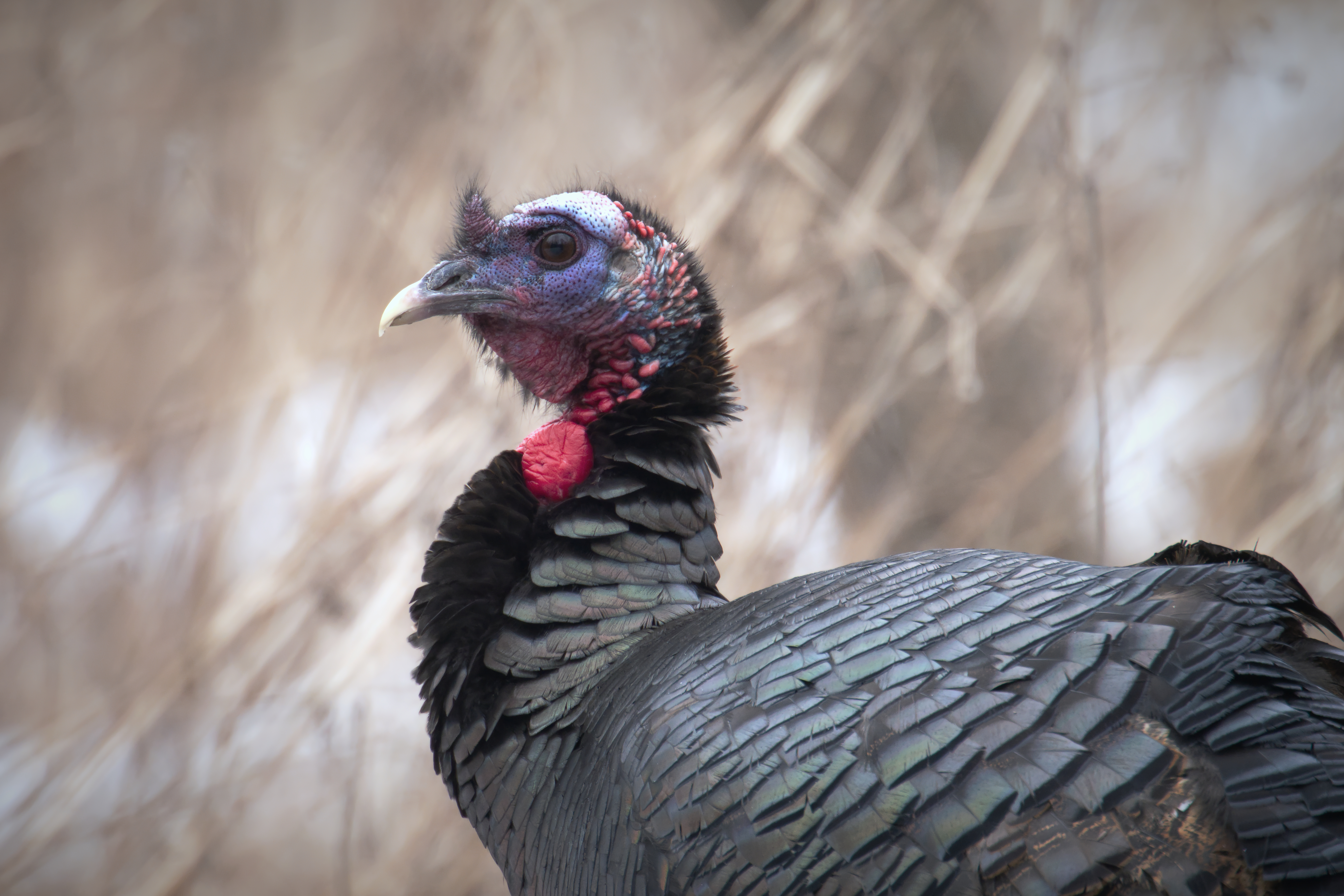 Parc nature de la Pointe-aux-Prairies - 2025-03-29