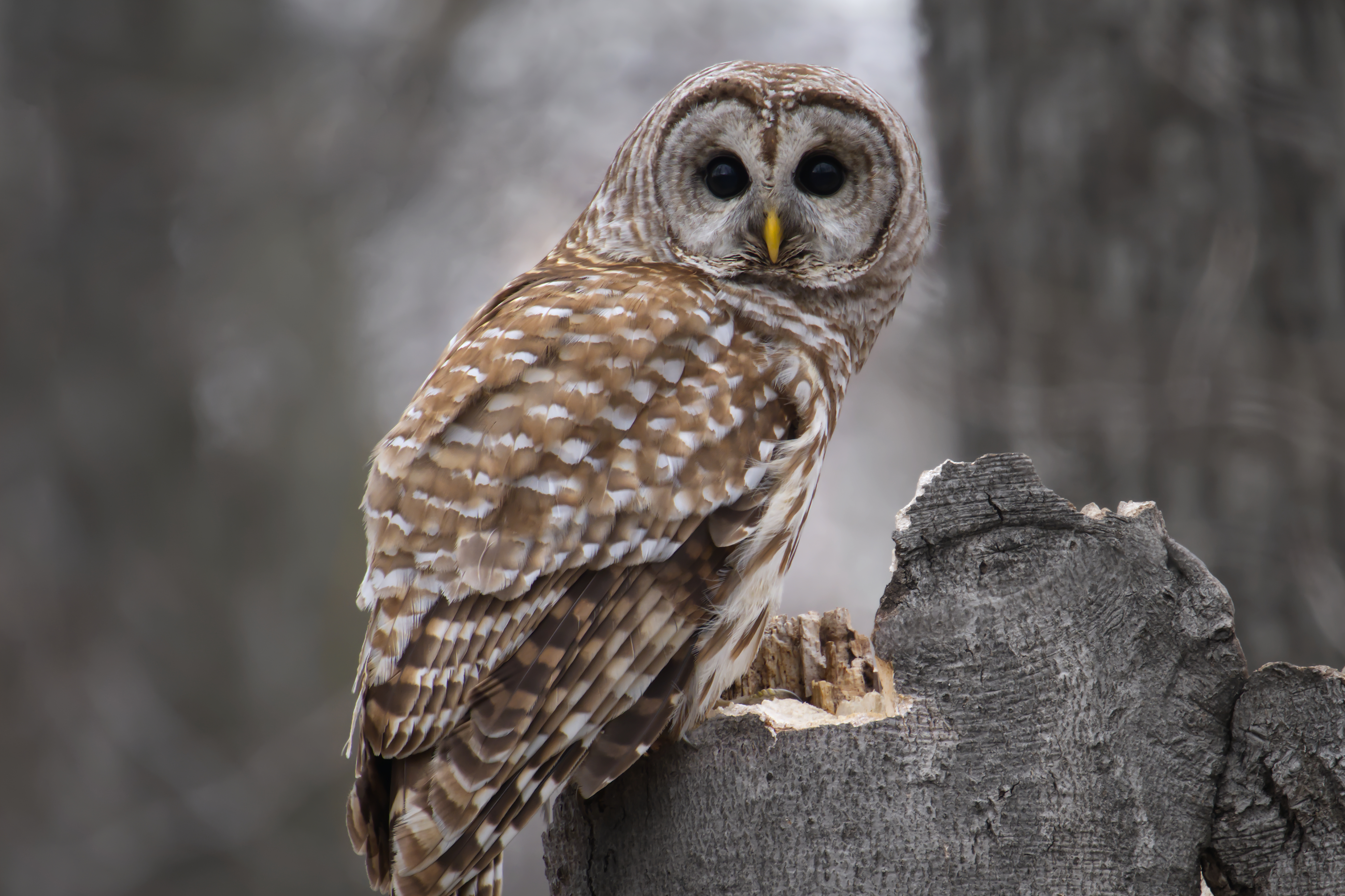 Parc Michel-Chartrand - 2025-04-12