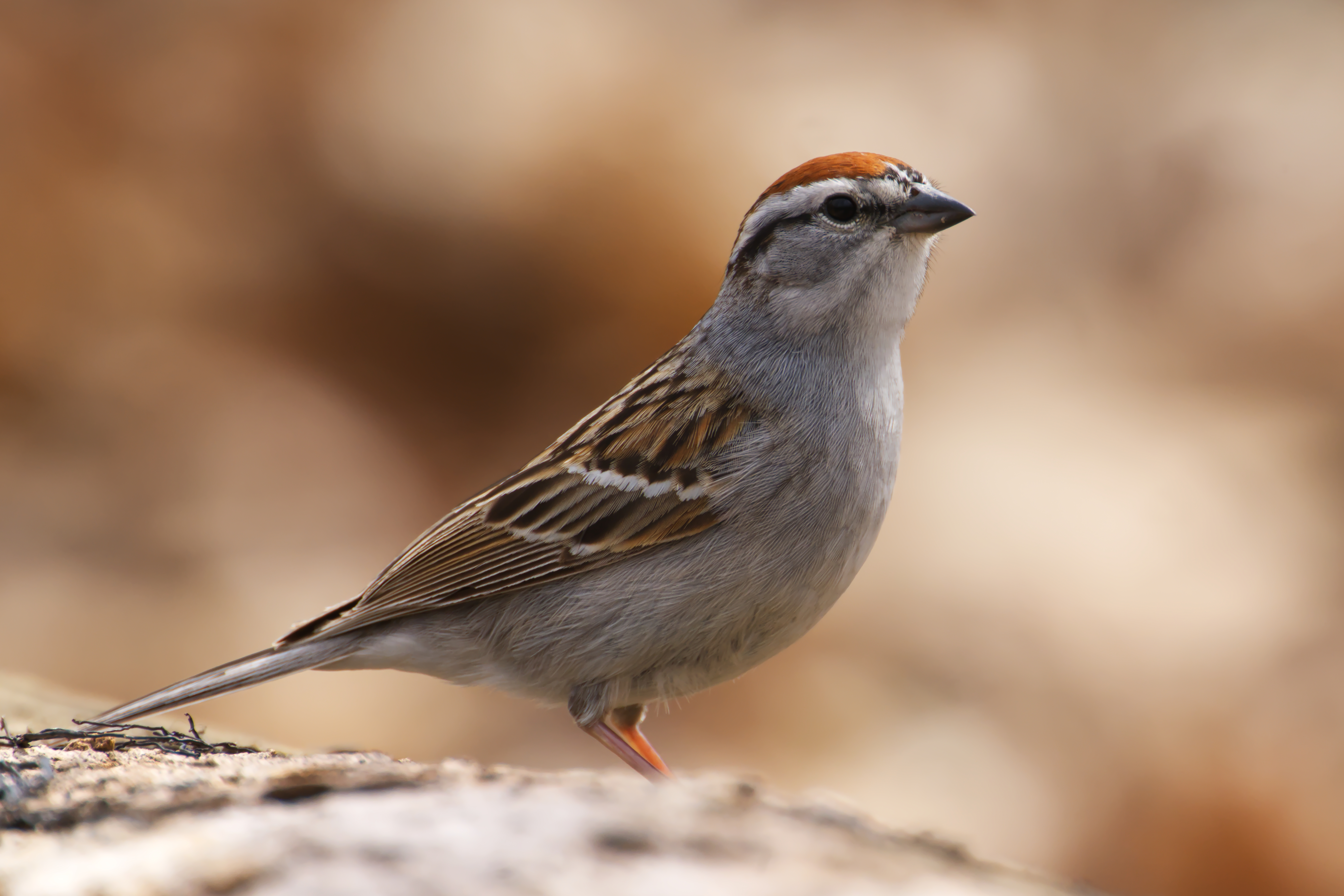 Parc Michel-Chartrand - 2025-05-04