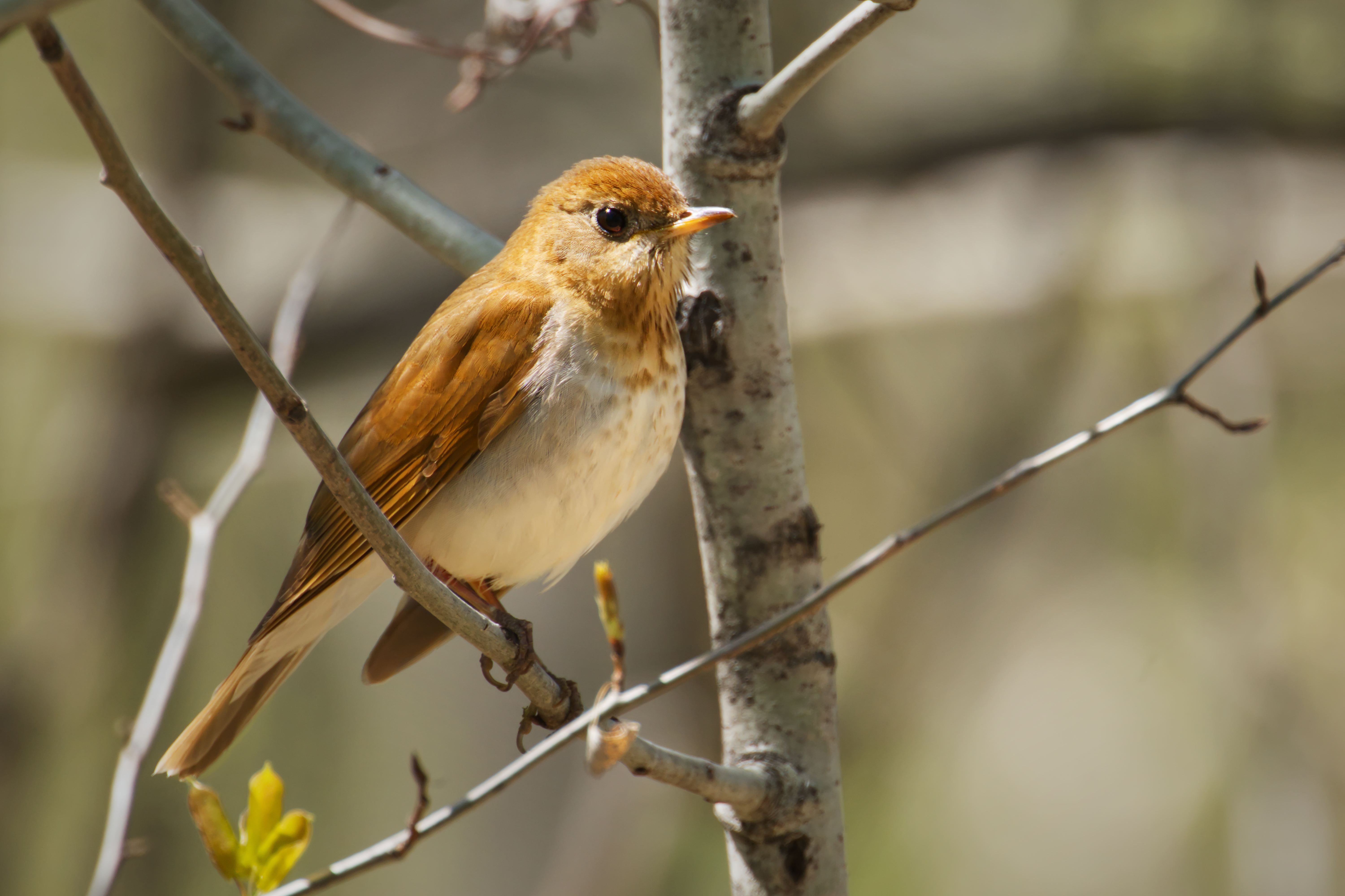 Parc des Étangs Antoine-Charlebois - 2025-05-11