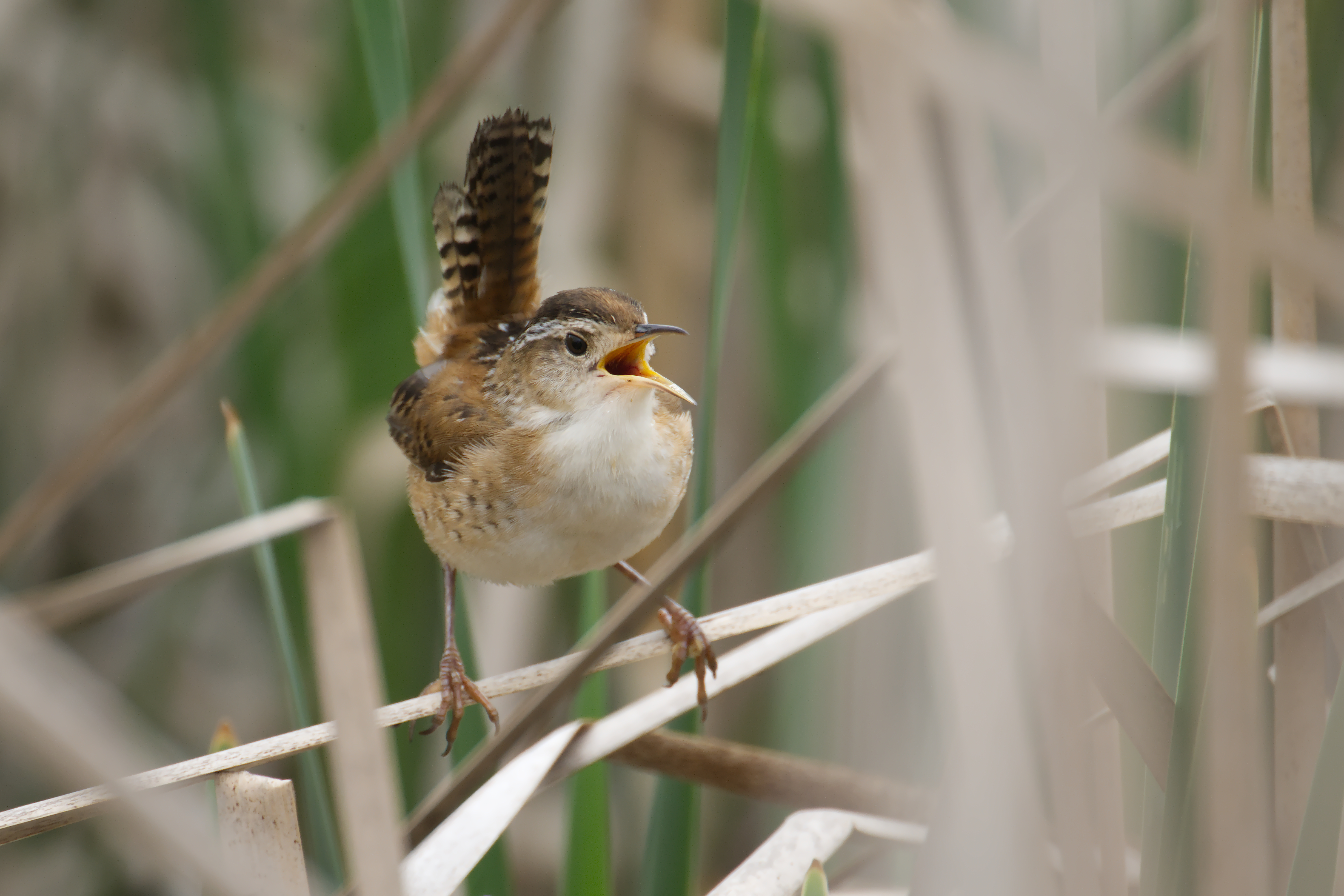 Parc nature de la Pointe-aux-Prairies - 2025-05-18