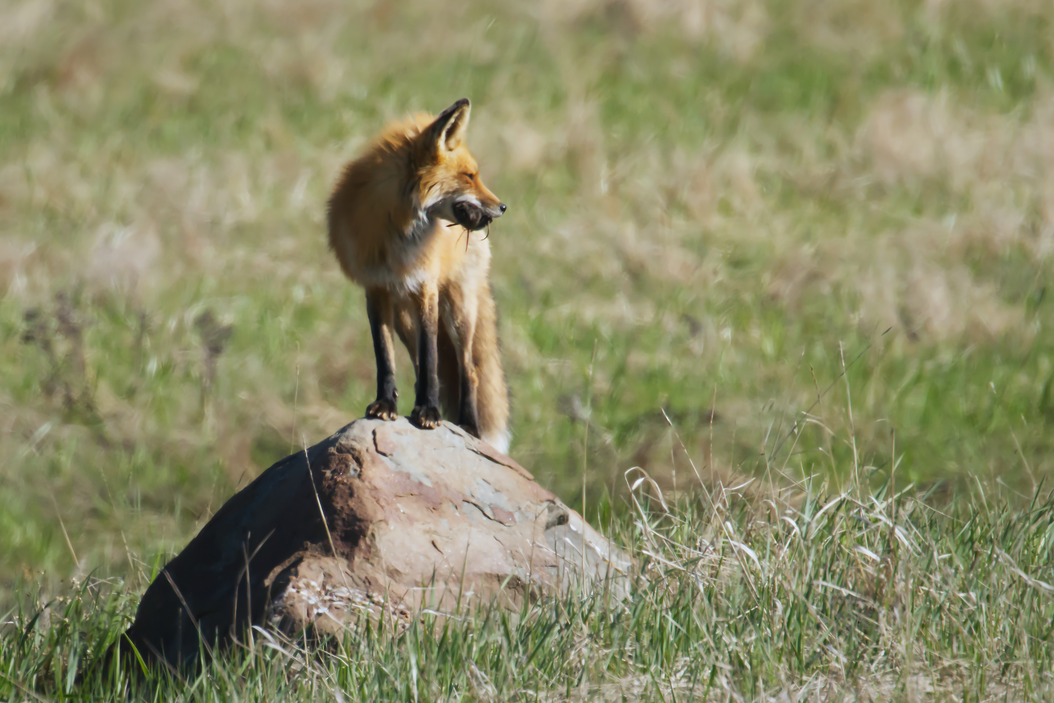Parc national du Bic - 2025-05-25