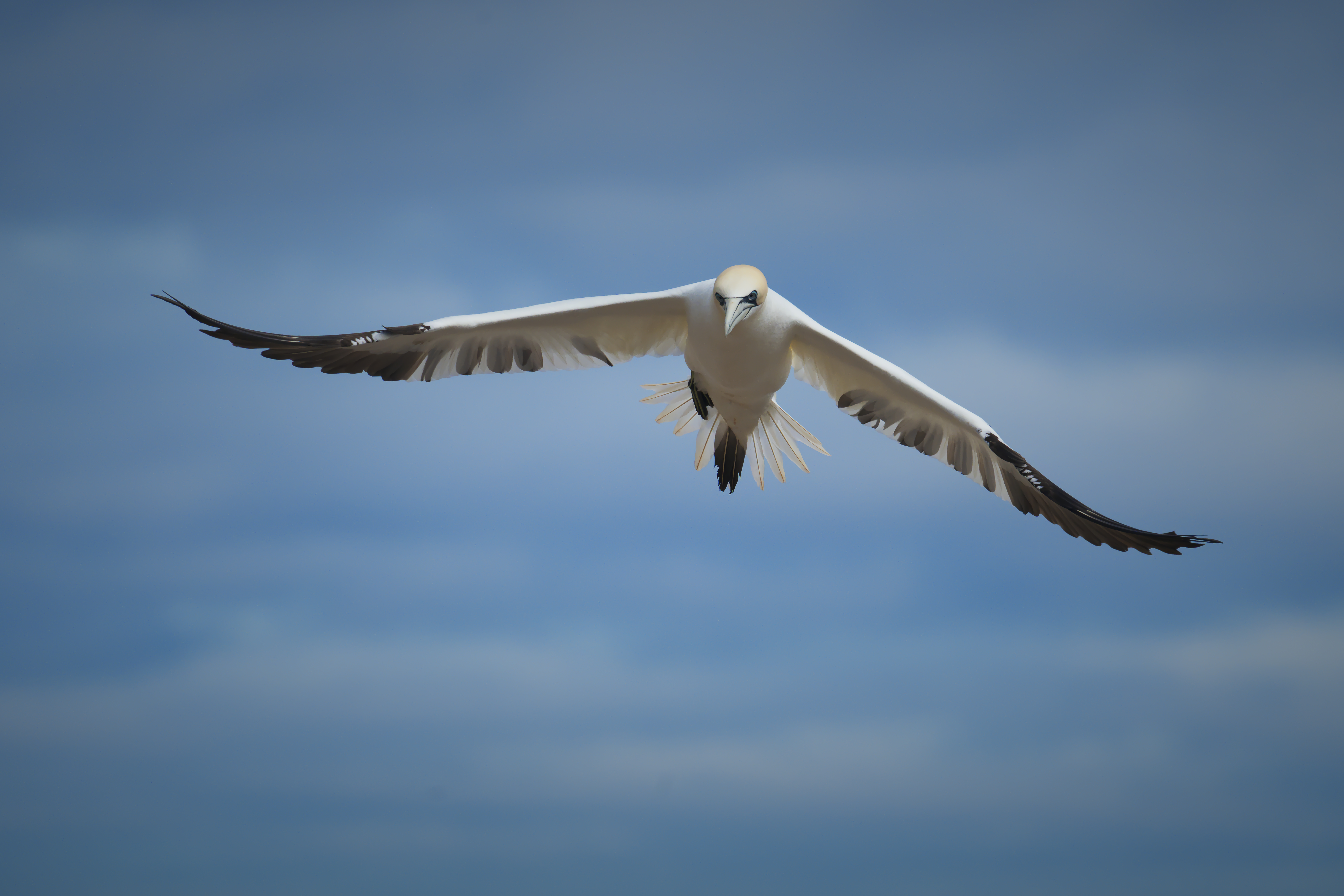 Parc national de l'Île-Bonaventure-et-du-Rocher-Percé - 2025-06-02