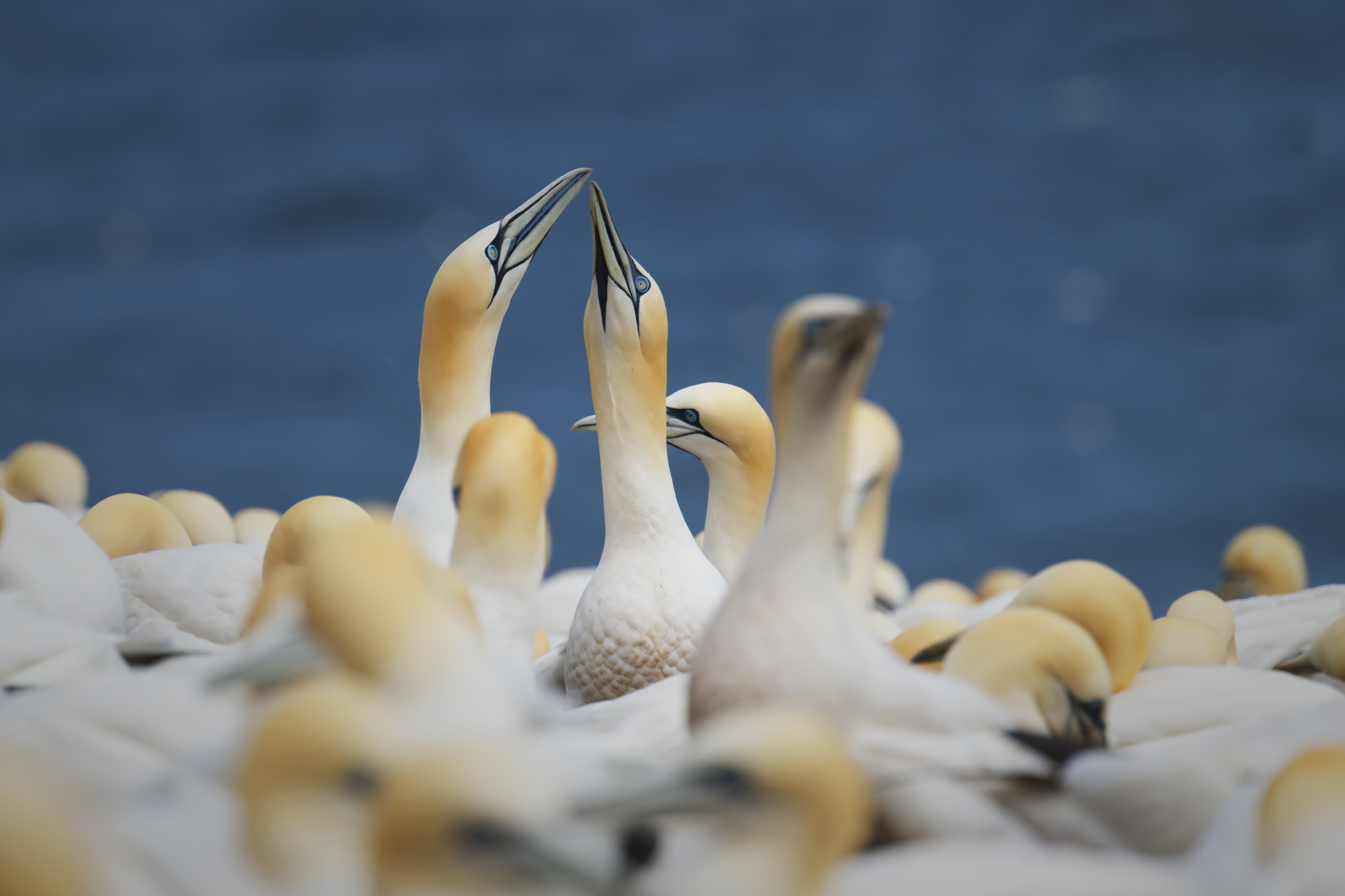Northern Gannet (Morus bassanus) - Parc national de l'Île-Bonaventure-et-du-Rocher-Percé - 2025-06-02