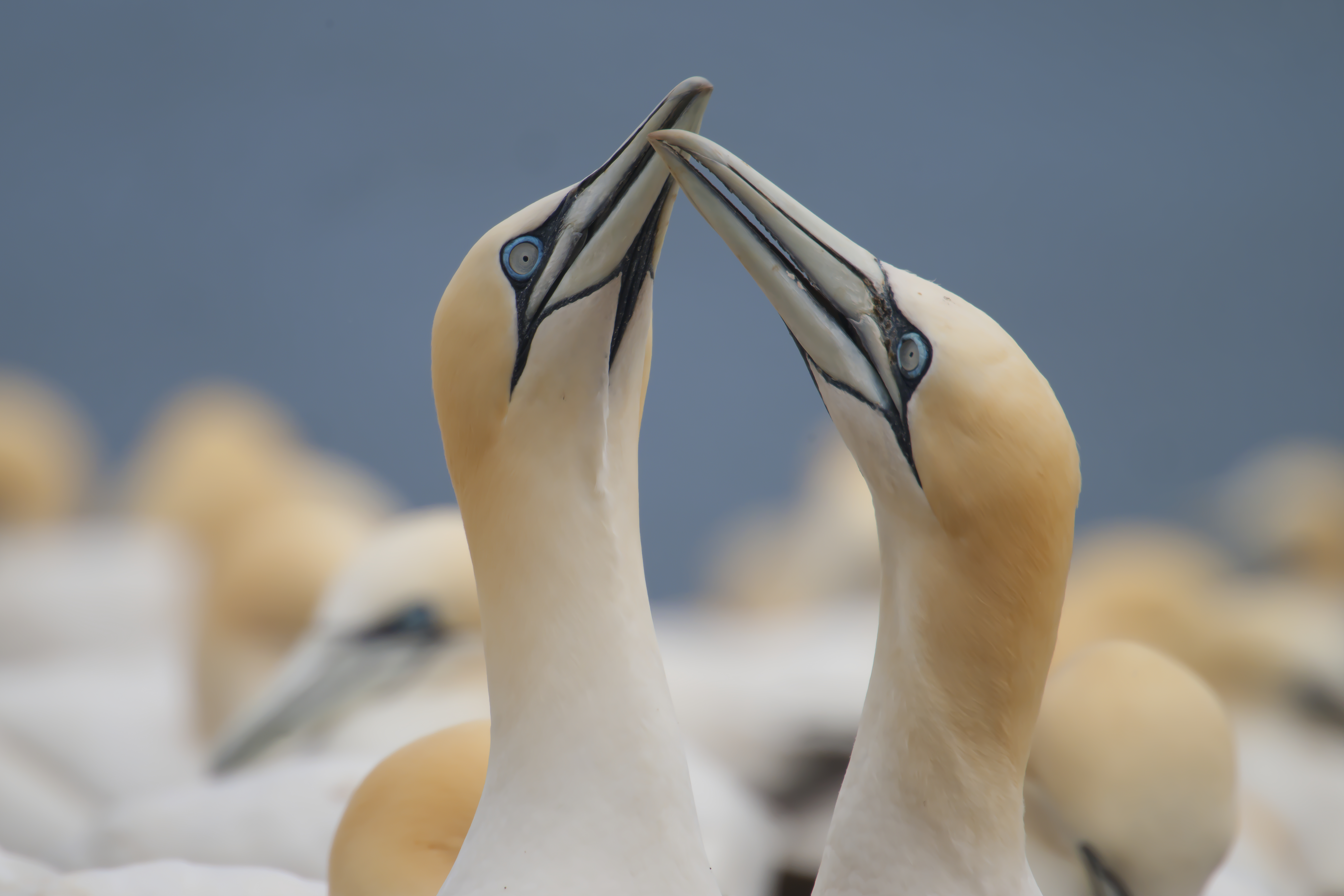 Parc national de lÎle-Bonaventure-et-du-Rocher-Percé - Northern Gannet (Morus bassanus)