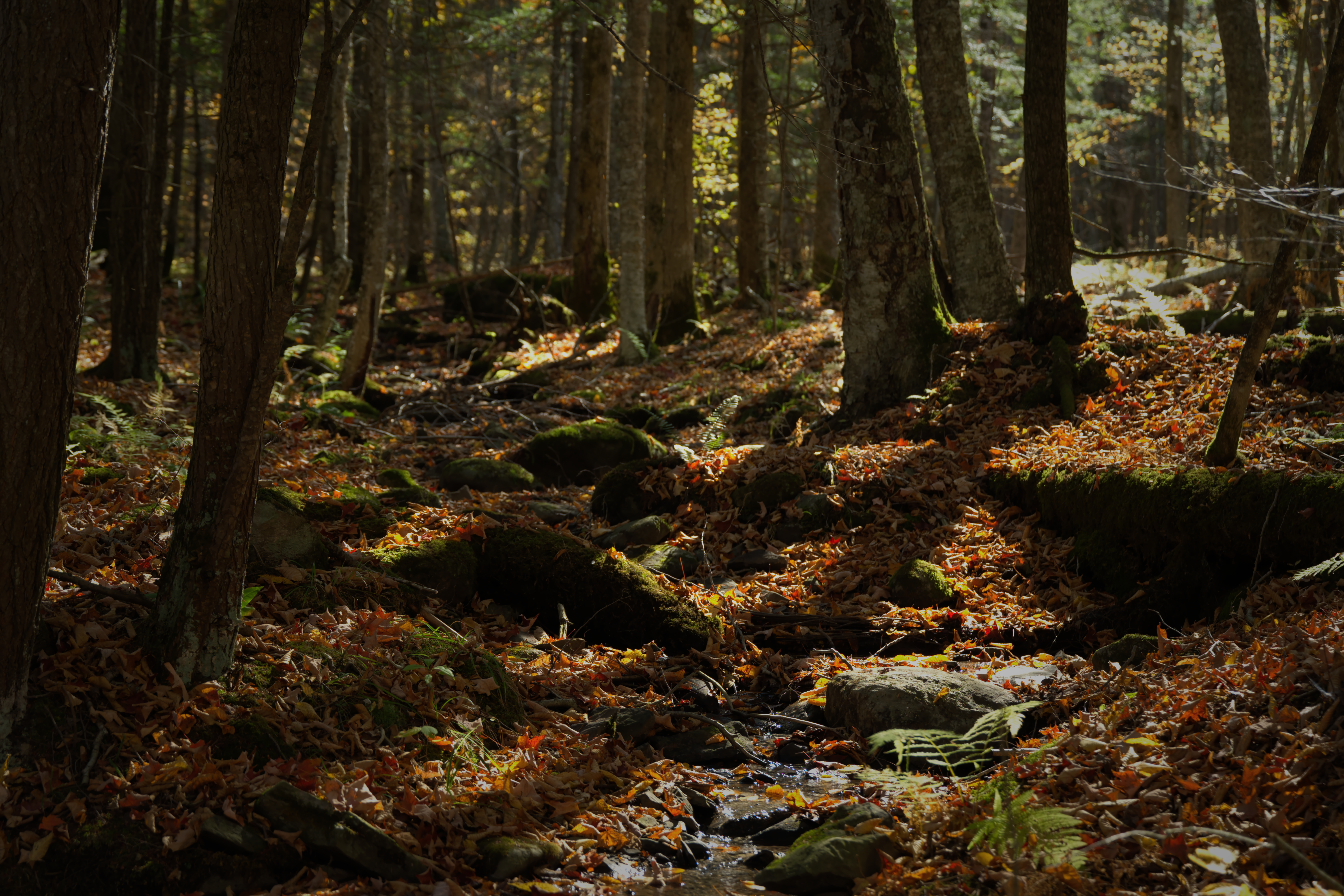 Parc national de la Yamaska - Parc national de la Yamaska - 2025-10-11